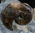 Beautiful Multi-Ammonite Display - South Dakota #2062-2